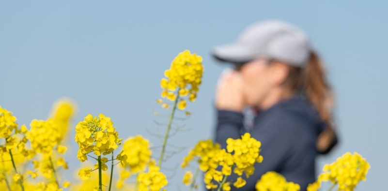 A close up of yellow plants outside, with a blurred woman blowing her nose in the background.